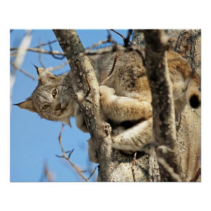 Mischievous Lynx Poster