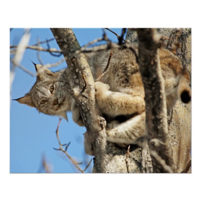 Mischievous Lynx Poster (Front)