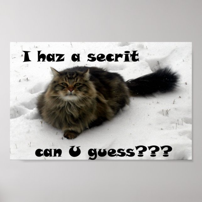 Mischievous Maine Coon in the snow Poster (Front)
