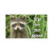Mischievous Racoon