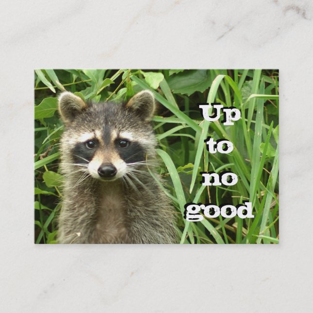 Mischievous Racoon Business Card (Front)