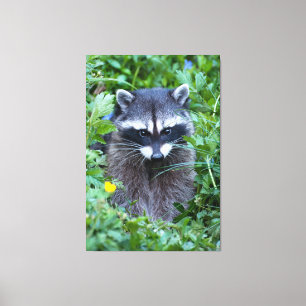 Mischievous Racoon Canvas Print