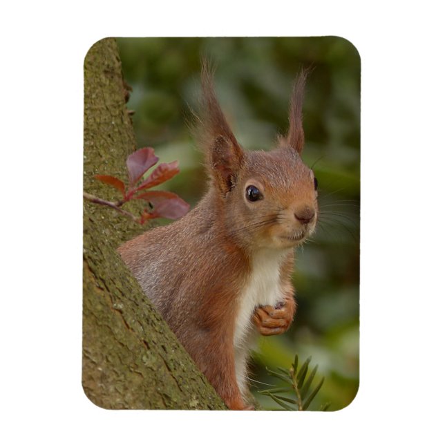 Mischievous Red Squirrel Magnet (Vertical)