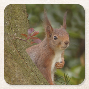 Mischievous Red Squirrel Square Paper Coaster
