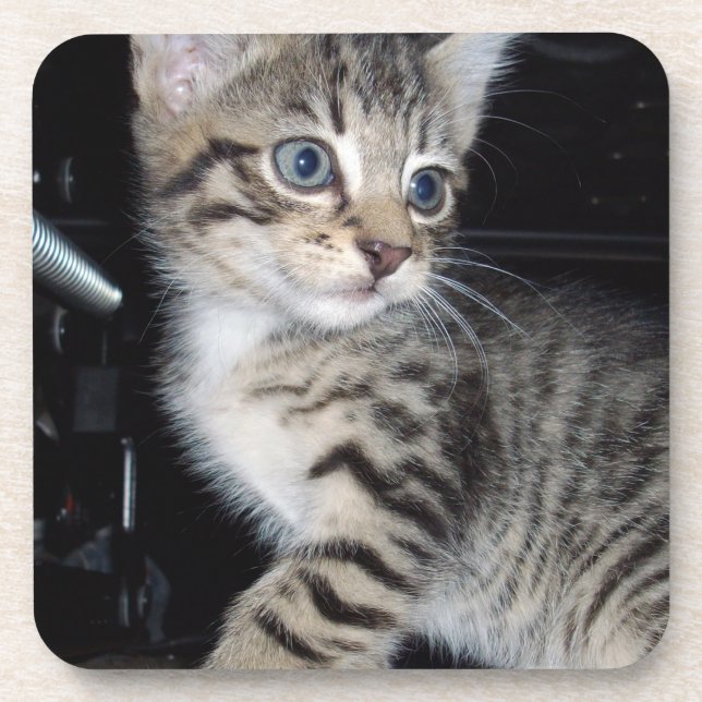 Mischievous Tabby Kitten,  Coaster (Front)