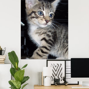 Mischievous Tabby Kitten, Poster