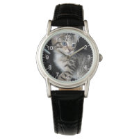 Mischievous Tabby Kitten,
