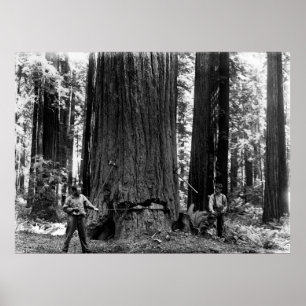 MISERY WHIPPING a SEQUOIA c. 1900 Poster