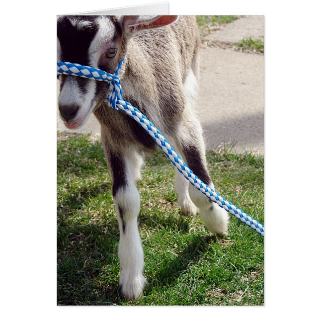 Misha the Goat (Front)