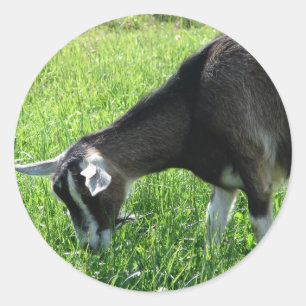 Misha the Goat Classic Round Sticker