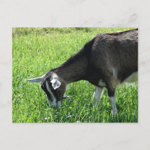Misha the Goat Postcard