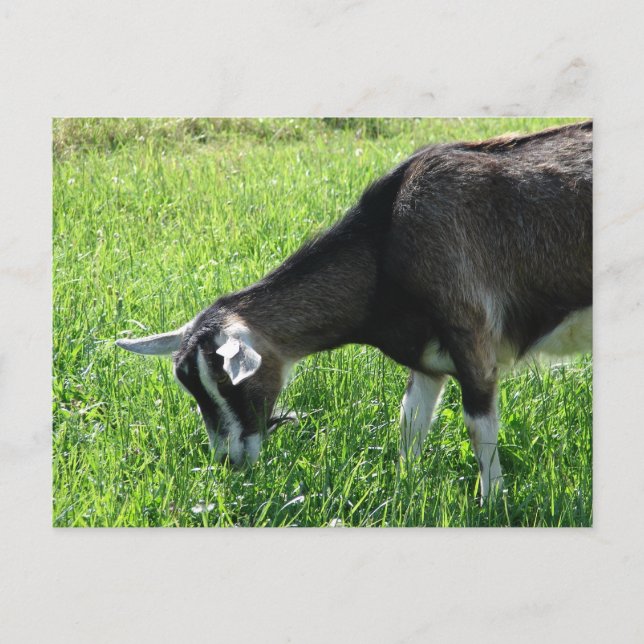 Misha the Goat Postcard (Front)