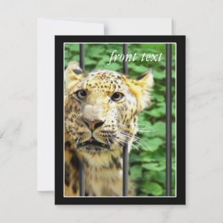Mishap at the Zoo Invitation