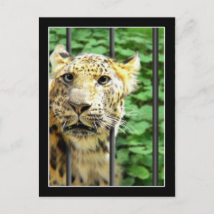 Mishap at the Zoo Postcard