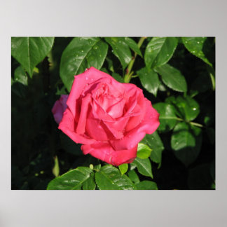 Miss All-American Beauty Hybrid Tea Rose 097 Poster