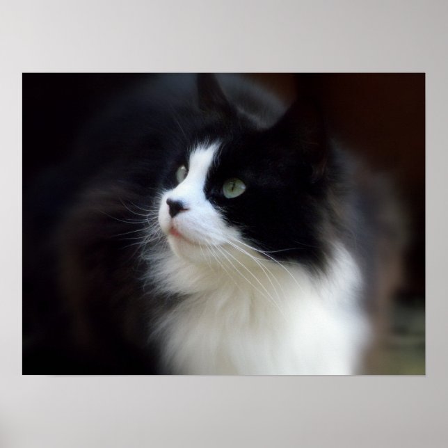 Miss Fluffy Poster (Front)