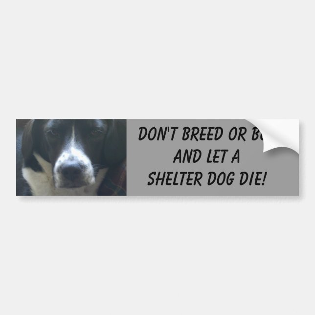 Miss Gwen Bumper Sticker (Front)