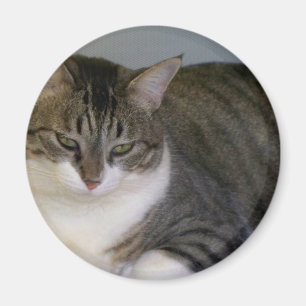 Miss Hannah Magnet