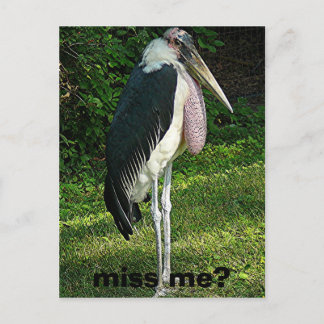 miss me? postcard