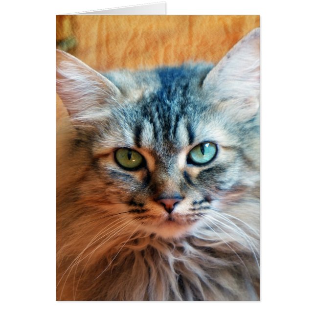 Miss Tootles (Front)