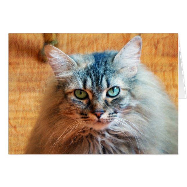 Miss Tootles (Front Horizontal)