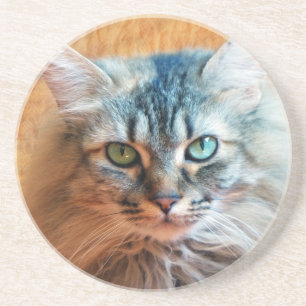 Miss Tootles Coaster