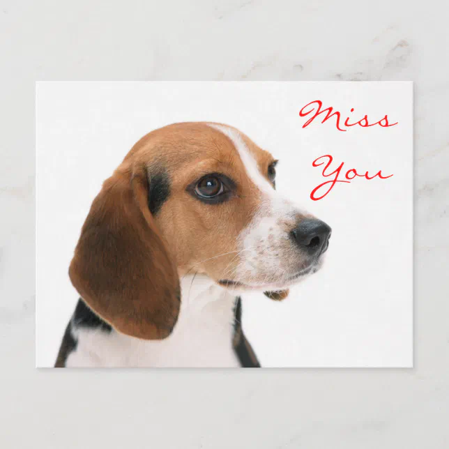 Miss You Beagle Puppy Dog Greeting Postcard