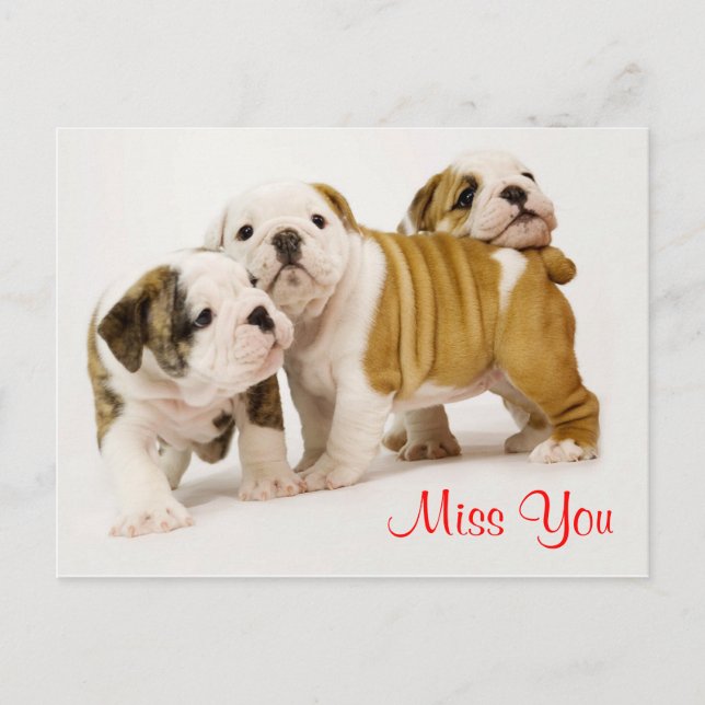 Miss You Bulldog Puppy Dogs Greeting Postcard (Front)