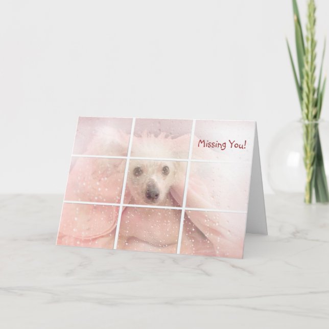 Miss You-Chinese Crested Hairless Dog Card (Front)