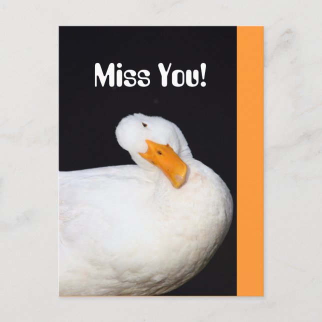 Miss You! Cute White Duck Postcard (Front)