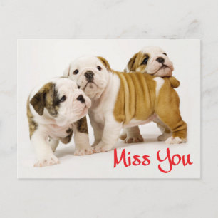 Miss You English Bulldog Puppy Dog Postcard