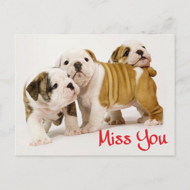 Miss You English Bulldog Puppy Dog Postcard (Front)
