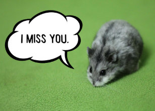 miss_you_funny_hamster_greeting_card-r3f
