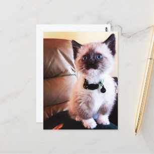 Miss You Fuzzy Adorable Siamese Kitty Photo Postcard