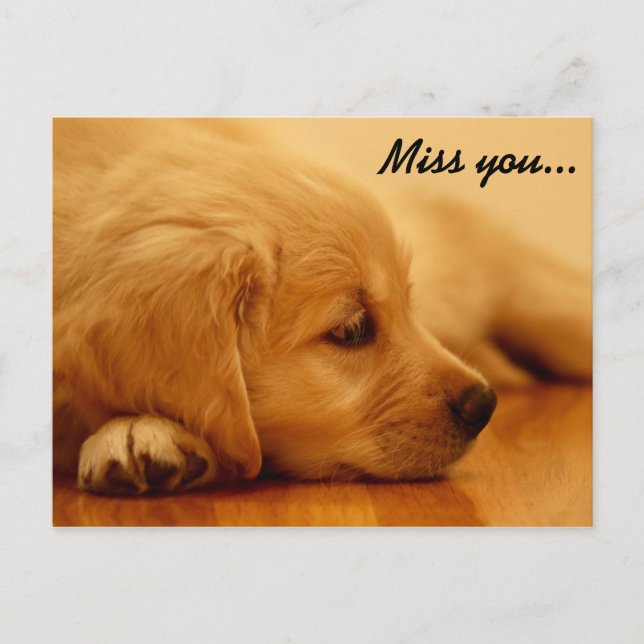 Miss you! Golden Retriever Puppy Postcard (Front)