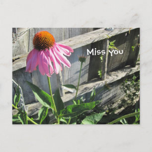 Miss you pink Daisy Postcard