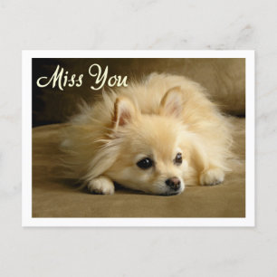 Miss You Pomeranian Puppy Dog Greeting Postcard