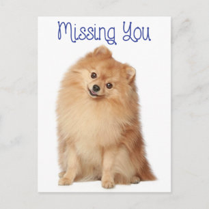 Miss You Pomeranian Puppy Dog Greeting Postcard