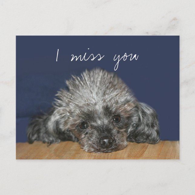 Miss you silver poodle postcard (Front)