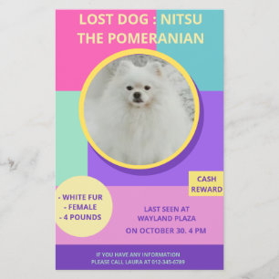 Missing Dog Modern Colourful Photo Poster  Flyer