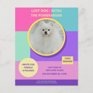 Missing Dog Modern Colourful Photo Poster  Flyer