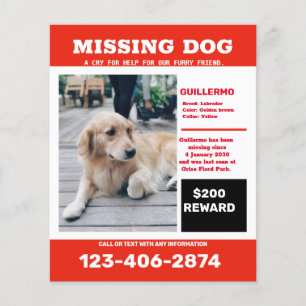Missing dog photo ad poster flyer