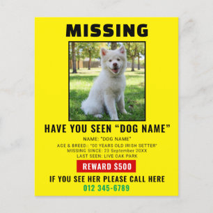 Missing Pet Dog – Urgent Template Poster Flyer