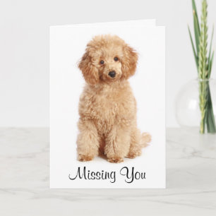 Missing You Apricot Poodle Puppy Dog Card