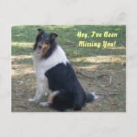 Missing You- Collie!