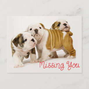 Missing You English Bulldog Puppy Dogs Postcard