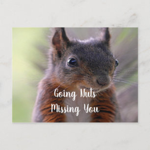 Missing You nutty Squirrel Postcard