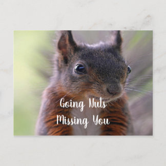 Missing You nutty Squirrel Postcard