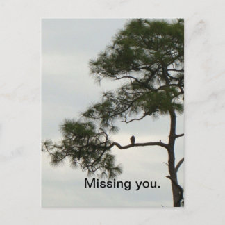 Missing You Osprey Postcard