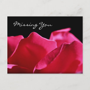 Missing You Pink Rose Petals Postcard